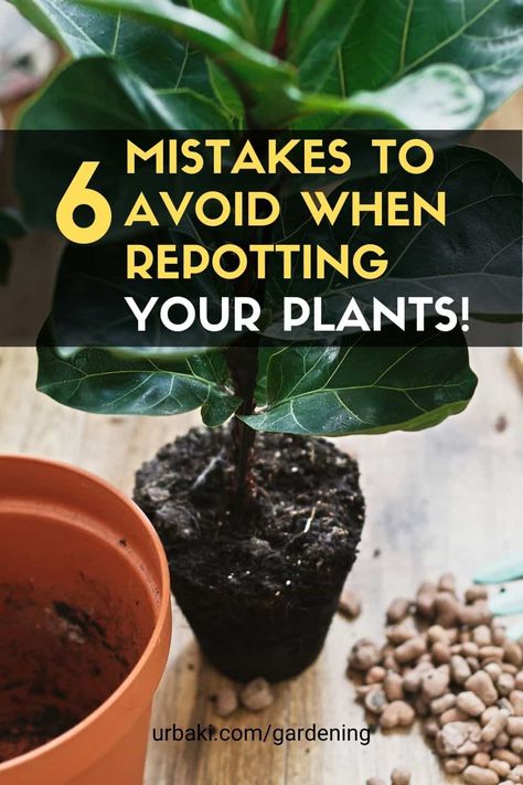 How To Replant Plants, How To Repot A Plant, Repotting House Plants, Big Potted Plants, Rooting Plants, Cali House, Transplanting Plants, Hindu Rope Plant, Angel Plant