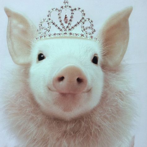 Pretty princess piggy! http://www.pinterest.com/south7/hold-%E1%98%BB%CF%8D-ti%E1%8E%AFr%E1%8E%AF/ Tiara, Pink, White