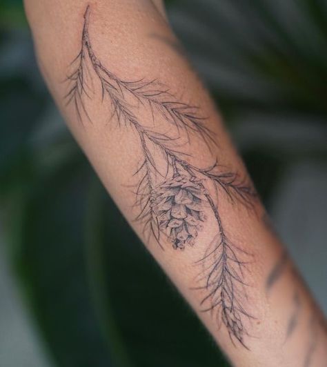 Field Tattoo Nature, Tattoo Ideas Nature Simple, Conifer Tree Tattoo, Winter Tattoos For Women, Evergreen Sprig Tattoo, Longleaf Pine Tattoo, Pine Tattoo Design, Pine Leaf Tattoo, Oak Branch Tattoo