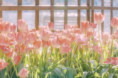 Flower Wallpaper Laptop Hd, Tulips Pc Wallpaper, Tulips Aesthetic Wallpaper Laptop, Pc Wallpaper Aesthetic Vintage Hd, Tulips Aesthetic Header, Wallpaper Aesthetic For Laptop Hd, Mac Backgrounds Hd, Flowers Pc Wallpaper, Flower Pc Wallpaper