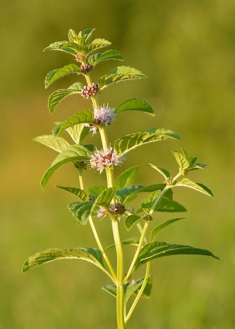 Mentha arvensis, the corn mint, field mint, or wild mint - Wikiwand Propagate Mint, Garden Dividers, Drying Mint Leaves, Mint Seeds, Growing Mint, Wild Mint, The Tiny Seed, Mint Plants, Aromatic Plant