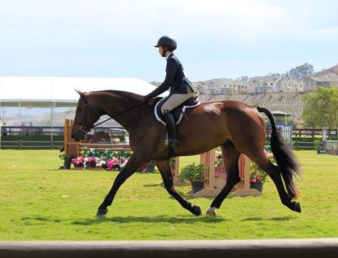 Hunter Under Saddle, Hunter Jumper Horses, Hunter Horse, Julia Stone, Horse Games, English Riding, Hunter Jumper, Horse Equestrian, Equestrian Life