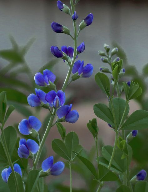 False Indigo, Indigo Flower, Beauty Therapy, Flowers For You, Favorite Flowers, Love Affair, A Love, Planting Flowers, Daisy