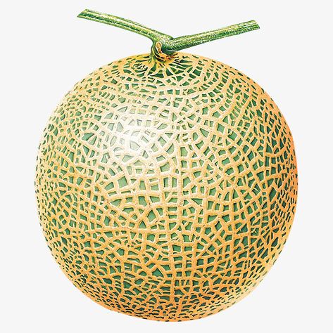 Cantaloupe Fruit, Plants Painting, Fruit Costumes, Photo Elements, Fruit Icons, Food Clipart, Watercolor Fruit, Fruit Photography, Exotic Fruit