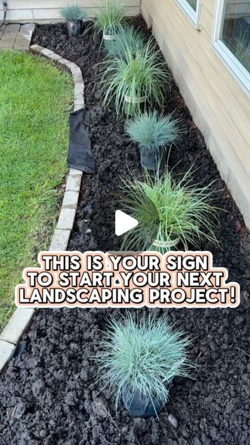 Blue Fescue Grass Landscape, Mulch Plants, Elijah Blue Fescue, Fescue Grass, Gardening Indoors, Blue Fescue, Monrovia Plants, Weed Barrier, Grasses Landscaping