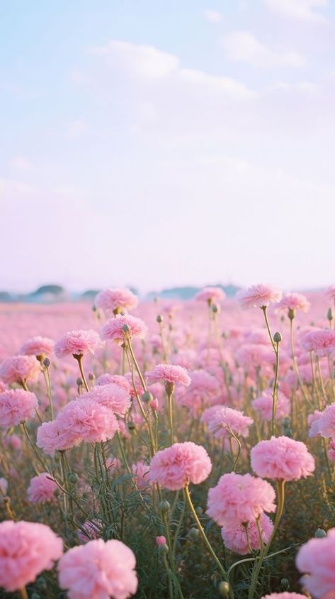 Field of pink carnation landscape sky outdoors. | free image by rawpixel.com / Ake Carnation Wallpaper Aesthetic, Happy Pictures Aesthetic, Carnation Field, Carnation Flower Wallpaper, Phone Wallpaper Plain, Carnation Wallpaper, Summer Flowers Aesthetic, Floral Pink Wallpaper, Iphone Wallpaper Plain