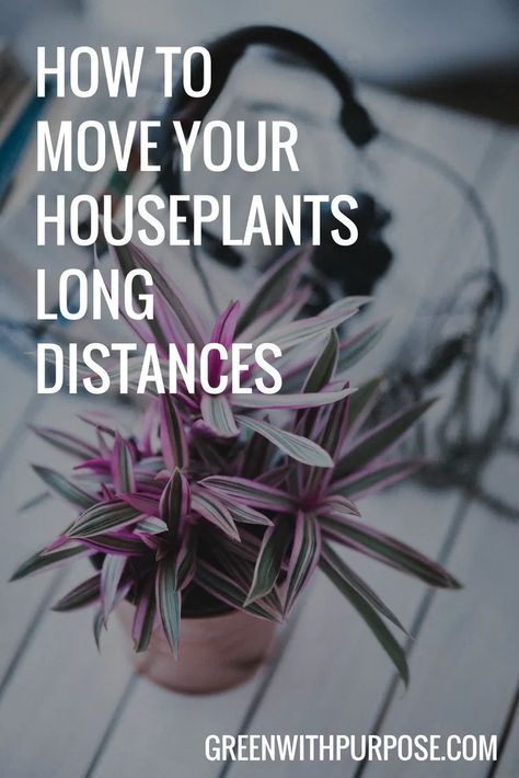 Moving Plants, Moving House Tips, Moving Across Country, Moving Hacks Packing, Tips For Moving, Moving To Another State, Moving Cross Country, Moving To Texas, Moving Long Distance