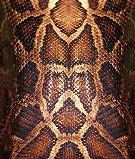 Scale Skin, Illustration Journal, Composition Painting, Boa Constrictor, Reptile Skin, Snake Skin Pattern, Fibre And Fabric, Knee Tattoo, Snakeskin Pattern