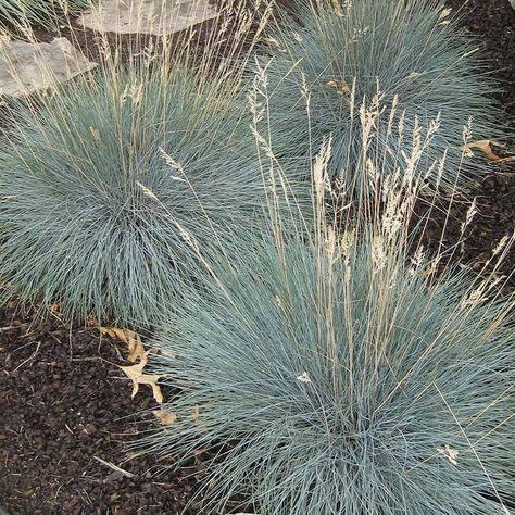 Beyond Blue Fescue (Festuca glauca ‘Beyond Blue) avaliable, through Arbor Valley's Plant Encyclopedia Resources. Festuca Glauca, Blue Oat Grass, Drought Resistant Landscaping, Feather Reed Grass, Fescue Grass, Picea Pungens, Blue Fescue, Plant Encyclopedia, Beyond Blue