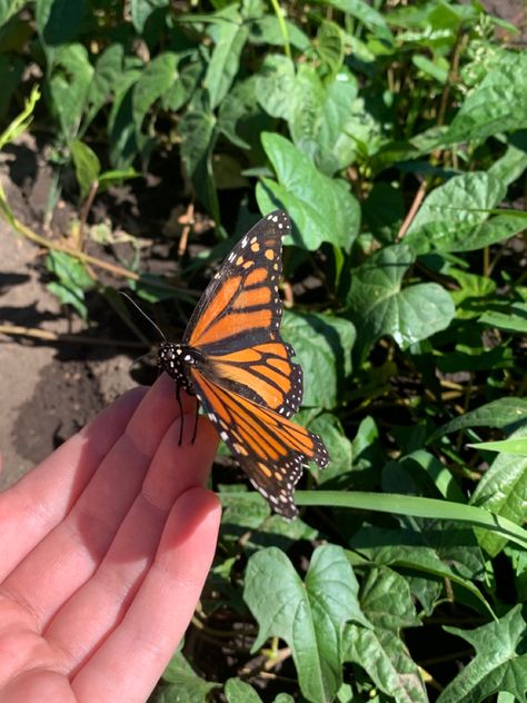 Pretty garden butterfly picture aesthetic Butterfly Snap, Pretty Flowers Photography, Different Types Of Animals, Snap Streak Ideas Easy, Cute Black Wallpaper, Free Calendar, Butterfly Pictures, Anime Scenery Wallpaper, Love Bugs