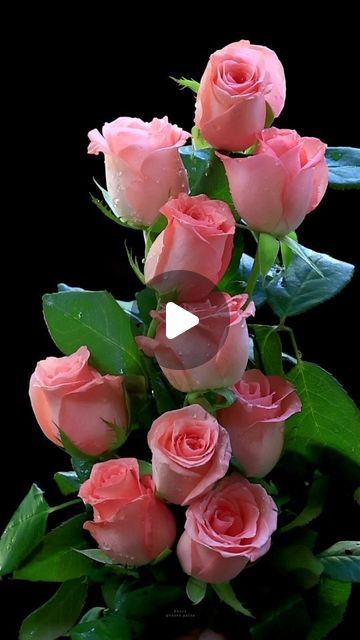 Good Morning Rose Images, Rose Flower Photos, Good Morning Flowers Rose, Rose Flower Pictures, Rose Video, Good Morning Flowers Quotes, Good Morning Roses, Good Morning Beautiful Flowers, Beautiful Flowers Photography