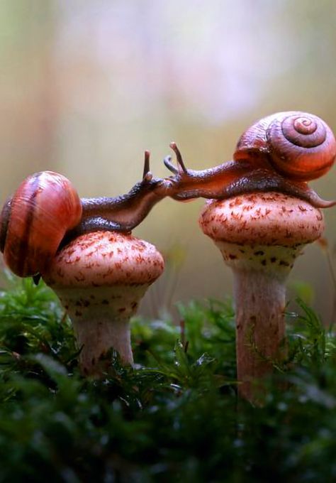 Schnecken Recipe, Snail Image, Pet Snails, Mushroom Pictures, Beautiful Bugs, Airbrush Art, Mushroom Art, Cute Creatures, Animal Photo