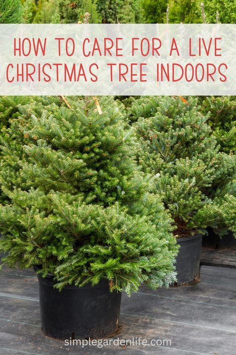 Live Potted Christmas Tree, Live Christmas Trees In A Pot, Potted Christmas Tree Indoor, Christmas Tree In Pot, Christmas Tree In A Pot, Living Christmas Tree, Christmas Tree Care, Christmas Tree Water, Potted Christmas Tree