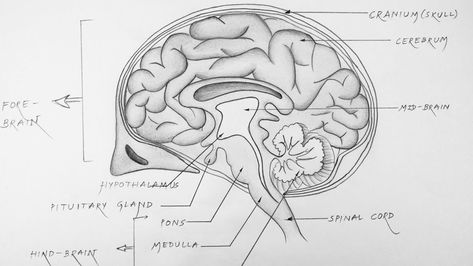 Human Brain Diagram Class 10, Brain Diagram Class 10, Brain Diagram Drawing, Brain Structure Diagram, Diagram Of Brain, Brain Drawing Simple, Human Brain Drawing, Human Brain Diagram, How To Draw Human