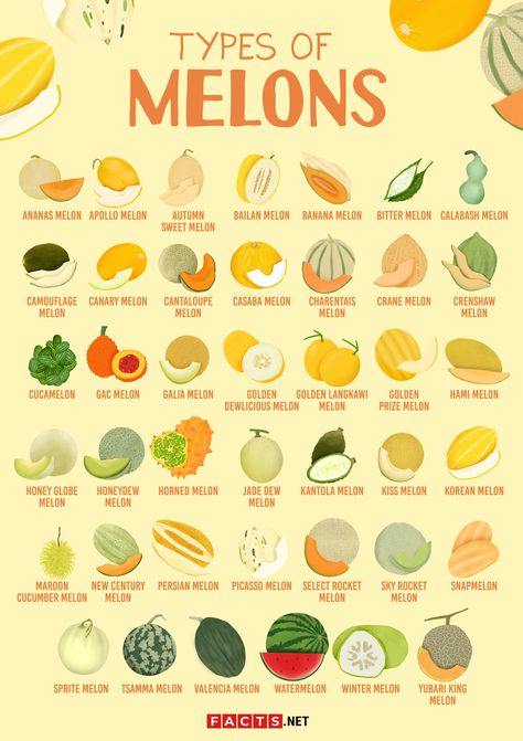 Types Of Melons, Melon Benefits, Types Of Watermelon, Fruits And Vegetables List, Thirst For Knowledge, Winter Melon, Honeydew Melon, Types Of Fruit, Food Info