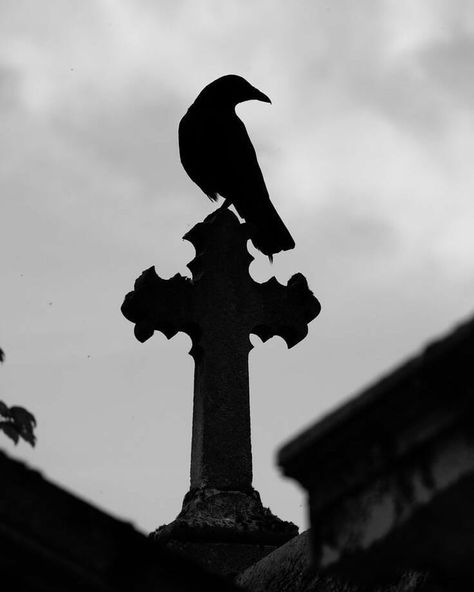 Well this is certainly a fantastic aesthetic. If this isn't the epitome of a 'gothic' photography, I need to rethink my definition of… Victorian Vampire, Gothic Photography, Arte Grunge, Vampire Goth, Victorian Aesthetic, Zucca Halloween, Gothic Vampire, Gothic Romance, Victorian Goth