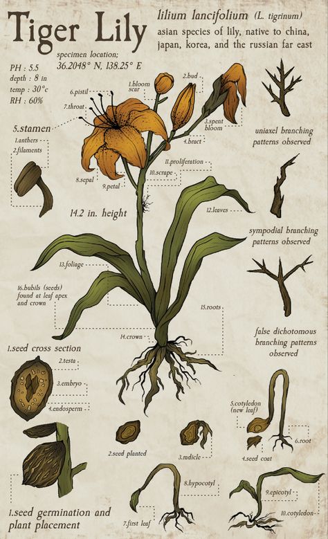 Illustration of an Orange Tiger Lily with text labeling different parts Flower Drawing Digital, Lily Flower Illustration, Lily Graphic, Biology Drawing, Graphic Design Layout, Flower Anatomy, Biology Plants, Biology Poster, Research Journal