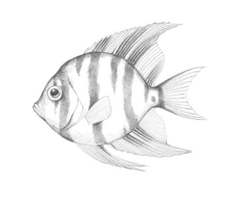 How to Draw a Tropical Fish Fish Pencil Drawing, Australian Fish, Sea Creatures Drawing, Fish Sketch, Koi Fish Drawing, Drawn Fish, Fish Drawing, Draw Realistic, Realistic Pencil Drawings