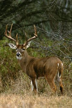 Whitetail buck Whit  Whitetail buck Whit Whitetail buck Whit Whitetail buck Whit Whitetail buck Whit Whitetail buck Whit Whitetail buck Whit Whitetail buck Whit Whitetail buck Whit Whitetail buck Whit Whitetail buck Whit Whitetail buck Whit Whitetail buck Whit Whitetail buck Whit Whitetail buck Whit Whitetail buck Whit Whitetail buck Whit Whitetail buck Whit Whitetail buck Whit Whitetail buck Whit Whitetail buck Whit Whitetail buck Whit Whitetail buck Whit Whitetail buck Whit Whitetail buck Whit Whitetail buck Whit Whitetail buck Whit Whitetail buck Whit Whitetail buck Whit Whitetail buck Whit Whitetail buck Whit Whitetail buck Whit Whitetail buck Whit Whitetail buck Whit Whitetail buck Whit Whitetail buck Whit Whitetail buck Whit Whitetail buck Whit Whitetail buck Whit Whitetail buck Whit Deer Images, Whitetail Deer Pictures, Whitetail Deer Hunting, Big Deer, Deer Photos, Deer Pictures, Whitetail Bucks, Wildlife Pictures, Hunting Life