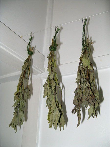 Picture of The Drying of the Basil Preserving Basil, Dry Basil, Drying Fresh Herbs, Herb Diy, Dried Basil Leaves, Basil Plant, Basil Leaves, Fruit Garden, Garden Pests