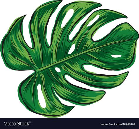 Monstera Clipart, Leaf Vector, Leaf Clipart, Leaf Images, Leaf Template, Leaf Drawing, Leaves Vector, Big Leaves, Monstera Plant