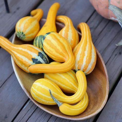 Bitter gourd