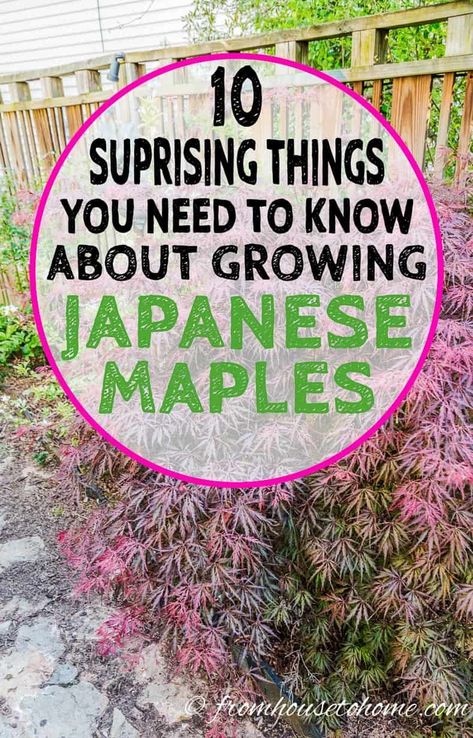 These tips on Japanese maple tree care are awesome! I'm upgrading the landscape in my front yard and learned what I needed to know about how to grow Japanese Maples. #fromhousetohome #japanesemaples #shadegarden #tree #gardeningtips #gardenideas #backyardtrees #japanesegarden #shadelovingshrubs #perennialshadeplants Japanese Maple And Hydrangea, Acer Trees Garden, Asian Inspired Landscaping Front Yards, Types Of Japanese Maple Trees, Japanese Trees Landscape, Japanese Maple Tree Care, Allotment Planning, Japanese Maple Tree Landscape, Maple Tree Landscape