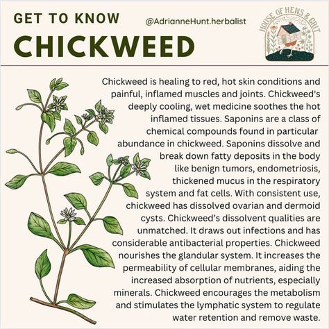 Adrianne @ Hens and Grit on Instagram: "Have you seen Chickweed growing near you? It is more abundant than you might think, and if you can find it, then gather all you can. It is delicious in salads, stir frys, and sandwiches. I use chickweed like you would spinach or sprouts. . Chickweed is loaded with nutrition, high in chlorophyll and minerals - especially calcium, magnesium, manganese, zinc, iron, phosphorus, and potassium, vitamins C, A (from carotenes), and B factors such as folic acid, ri Chickweed Benefits, Medicinal Wild Plants, Potassium Vitamins, Wild Food Foraging, Medicinal Herbs Garden, Magia Das Ervas, Medical Herbs, Essential Oils Herbs, Natural Healing Remedies