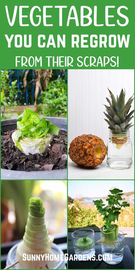 Vegetables That Regrow Themselves, Replanting Vegetable Scraps, Regrow Zucchini From Scraps, Vegetables You Can Grow Indoors, How To Grow Cabbage From Scraps, Regrow Celery From Scraps, Regrow Lettuce From Scraps, Planting From Scraps, Vegetables You Can Grow From Scraps