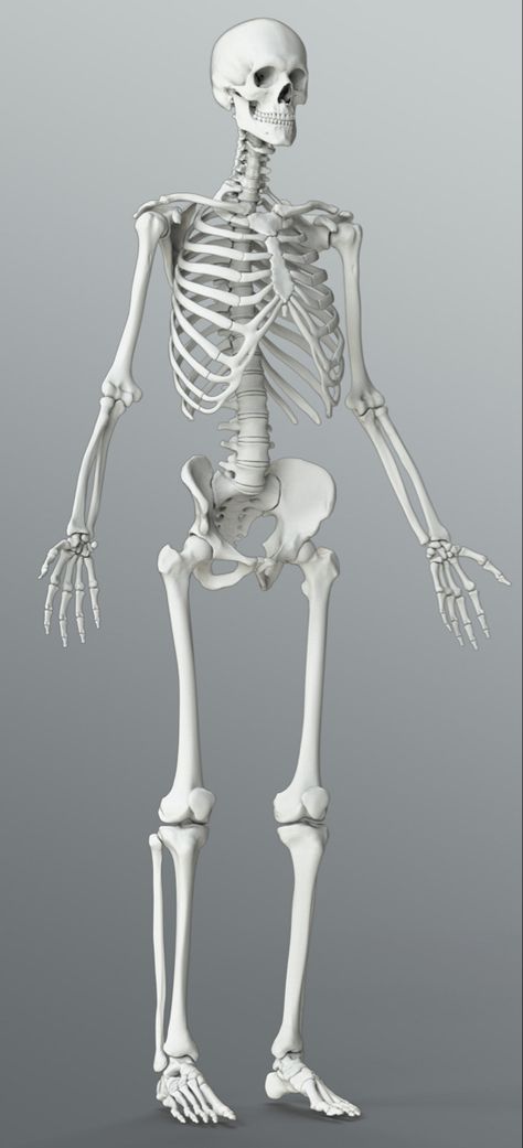 The Human Skeleton Anatomy, Male Skeleton Anatomy, Skeleton Reference Anatomy, Human Skeleton Reference, Skeleton Anatomy Drawing, Human Skeleton Drawing, Medical Skeleton, Skeleton Art Drawing, Skeleton Halloween Decorations