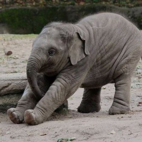 35 Pictures Of Baby Elephants Enjoying Their Moments Elephant Photography, Elephant Pictures, Elephants Photos, Baby Elefant, Save The Elephants, Elephant Love, Elephant Lover, African Elephant, Cute Elephant