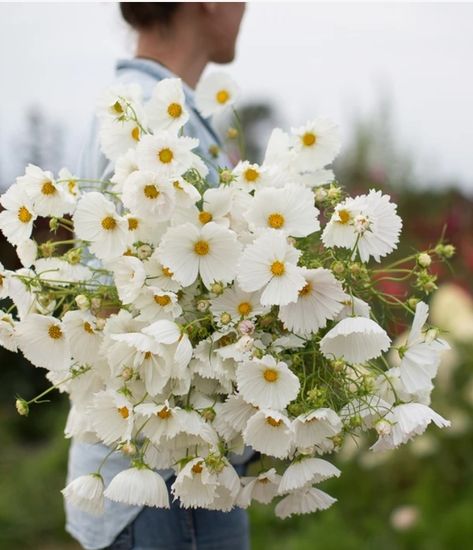 My Seed Selection for the New Year’s Cut Flower Garden White Cosmos, White Cosmo, Cosmos Flowers, Cut Flower Garden, Plant Spacing, Side Yard, Flower Border, Ornamental Grasses, Flower Farm