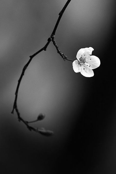 This photo works very well because they focused in on one flower and the rest of the background was blurred. Also the flower is the only thing that is really light in the picture and it’s not in the center, it’s using the rule of thirds. Poses Portrait, Portrait Nature, Aesthetic Flowers, Foto Tips, Photography Tips For Beginners, Foto Art, Black And White Photo, Black N White Images, White Picture