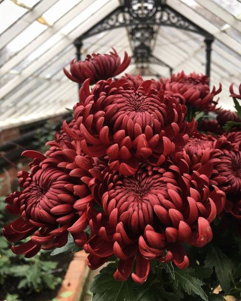 Becky Crowley on Instagram: “25th November 2018: Soaking up the last flowers of the season. The remaining stems of Chrysanthemum ‘Bigoudi Red’ will soon be snipped from…” Red Crysantenum Flower, Red Chrysanthemum Aesthetic, Crysamthmum Flower, Chrisanthiums Flower, Red Chrysanthemum Tattoo, Crisanthiums Flower, Chrysanthemum Flower Aesthetic, Chrysanthemum Flower Bouquets, Chrysanthemum Aesthetic