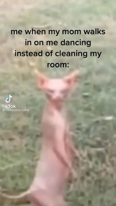 Joke Funny, Memes Random, Memes Video, Funny Meems, Funny Animal Jokes, Relatable Post Funny, Real Funny Jokes, Some Funny Jokes, Really Funny Joke