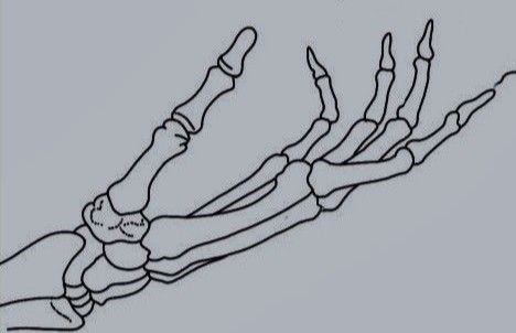 Skeleton Hand Side View, Skeleton Hand Reaching Out, Skeletal Hand Drawing, Skeleton Hand Drawing Reference, Hand Bones Drawing, Skeleton Hand Poses, Bone Hand Drawing, Skeleton Hand Drawing, Lip Tutorial Drawing