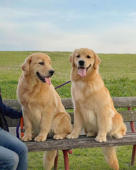 Cute Golden 🥰🥰 Follow us : @golden_retriever_75621 Credit : Respective Owner Please Dm for credit or remove . . . . . . . . . . . #retriever #goldensofinstagram #goldenretrieverpuppy #goldenretrievers #goldens #goldenpuppy #gloriousgoldens #goldenretrieverlove #doglovers Golden Puppy, I Like Dogs, Golden Retriever Puppy, Retriever Puppy, Dogs Golden Retriever, Cute Dogs And Puppies, Wildlife Nature, Art Photos, Golden Retrievers