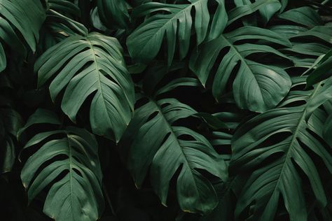 #beautiful green leaves #monstera #5K #wallpaper #hdwallpaper #desktop Green Leaf Background, Wallpaper Macbook, Wallpaper Laptop, Leaf Texture, Plant Wallpaper, Summer Backgrounds, Leaf Background, Aesthetic Desktop Wallpaper, Leaf Wallpaper