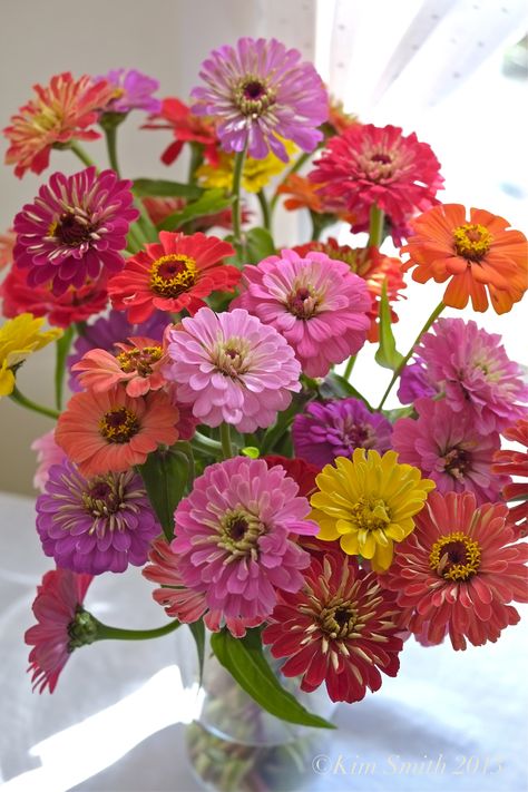 Zinnia Garden, Zinnia Elegans, Zinnia Flowers, Flower Guide, Cut Flower Garden, 수채화 그림, Seasonal Flowers, Morning Flowers, Good Morning Flowers