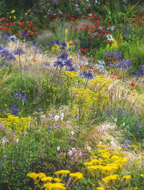 Required Reading: 'Wild: The Naturalistic Garden' by Noel Kingsbury - Gardenista Amazing Garden Ideas, Navidad Aesthetic, Maine Garden, Planting Combinations, Florida Flowers, Naturalistic Garden, Growing Garden, Dutch Gardens, Prairie Garden