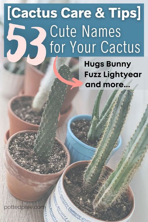 Cactus Indoor, Cactus Names, Indoor Cactus, Cactus Care, Show Movie, Cactus Types, Funny Names, Cute Names, Game Characters