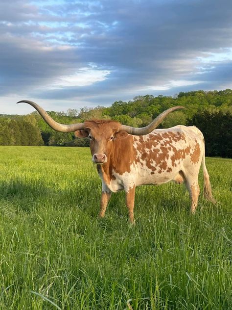 Long Horned Cow, Longhorn Cattle Photography, Texas Longhorn Aesthetic, Texas Longhorn Drawing, Longhorn Aesthetic, Cows Highland, Cow With Horns, Cattle Pictures, Cow Care