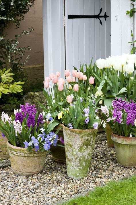 How to plant bulbs in the autumn for spring Small Cottage Garden Ideas, Spring Planter, Potted Flowers, Garden Containers, Planting Bulbs, Gorgeous Gardens, Decor Minimalist, Garden Cottage, On The Ground