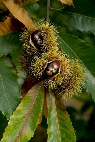 Fungi Reference, Chesnut Tree, Sweet Chestnut Tree, Sweet Chestnut, Chestnut Trees, Cicely Mary Barker, Food Forest, Best Image, Prints Poster