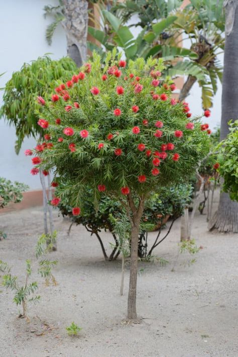 Florida Trees Landscaping Ideas, Potted Trees Patio, Tree With Red Flowers, White Flowering Trees, Florida Trees, Short Trees, Small Trees For Garden, Pink Flowering Trees, Trees For Front Yard