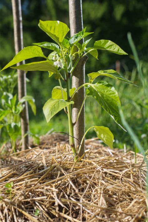 Pepper Plant Support, Overwintering Pepper Plants, Pepper Plant Leaves Turning Yellow, Topping Pepper Plants, Grow Bell Peppers From Scraps, Petunia Plant, Hydrangea Leaves, Growing Peppers, Growing Blueberries