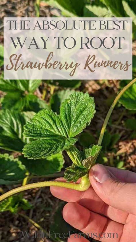 strawberry runners Strawberry Plant Runners, When To Plant Strawberries, Growing Strawberries In Containers, Strawberry Runners, Strawberry Beds, Growing Vegetables In Pots, Berry Garden, Bee Friendly Garden, Strawberry Planters