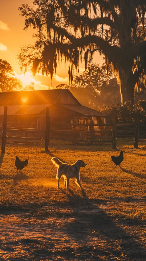 Experience the joy of a lively farmyard where a playful dog interacts with chickens under the golden morning sun. This heartwarming scene captures the essence of rural life and the bond between animals on the farm. #FarmLife #DogAndChickens #CountrysideCharm #RuralBliss #AnimalFriendship #FarmyardPlaytime Horses On A Farm, Fall Farm Wallpaper, Moody Country Aesthetic, Farm Vision Board, Farm Love Aesthetic, Rural Life Aesthetic, Small Farm Aesthetic, Cute Country Aesthetic, Farmhouse With Animals