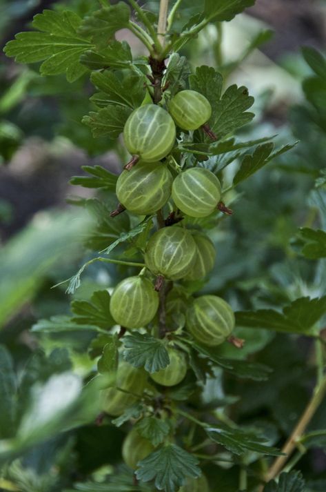 Currants And Gooseberries: Plant Care and Collection of Varieties - Garden.org Gooseberries Plant, Currant Plant, Gooseberry Plant, Purple Fruit, Herbal Plants, Green Fruit, Pale Green, Plant Care, Cottage Garden