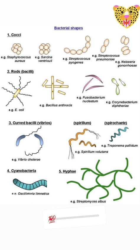 How To Pass Microbiology, Food Microbiology Notes, Medical Microbiology Notes, Microbiology Aesthetic Notes, Microbiology Study Tips, Microbiology Study Cheat Sheets, Microbiology Quotes, Microorganisms Microbiology, Basic Microbiology